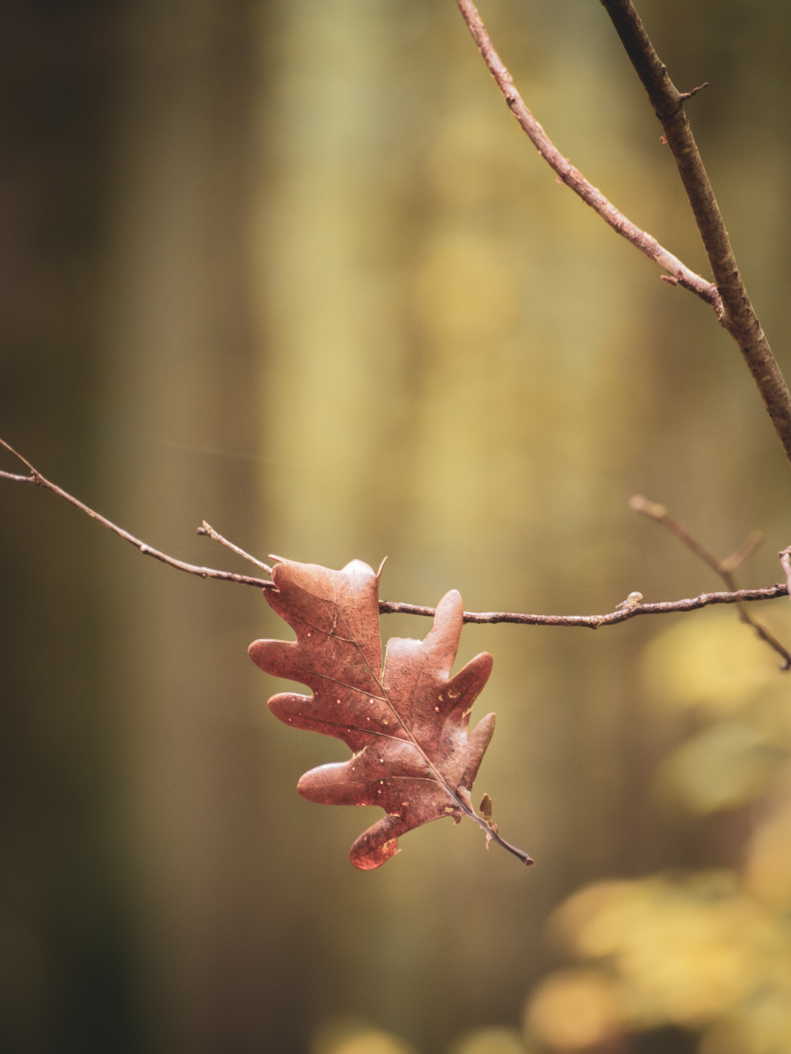 Suspended in Time